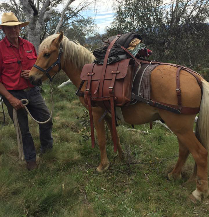 Timor Pony